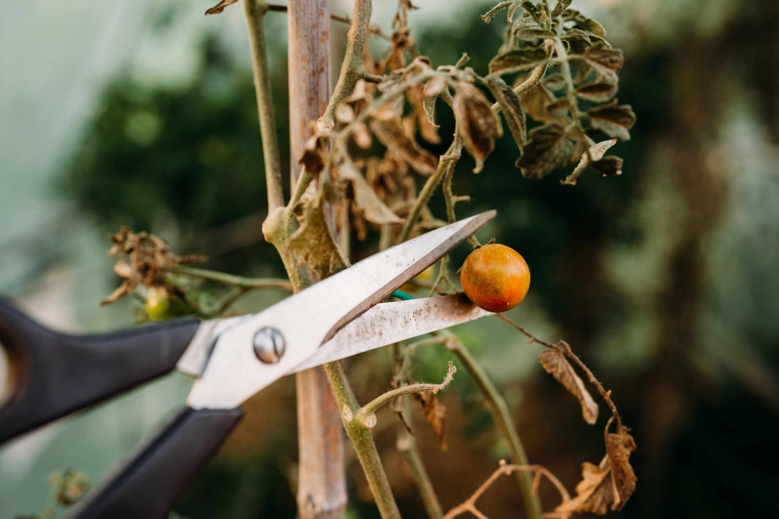 Dried tomato flower truss being cut from a vine that set no fruit