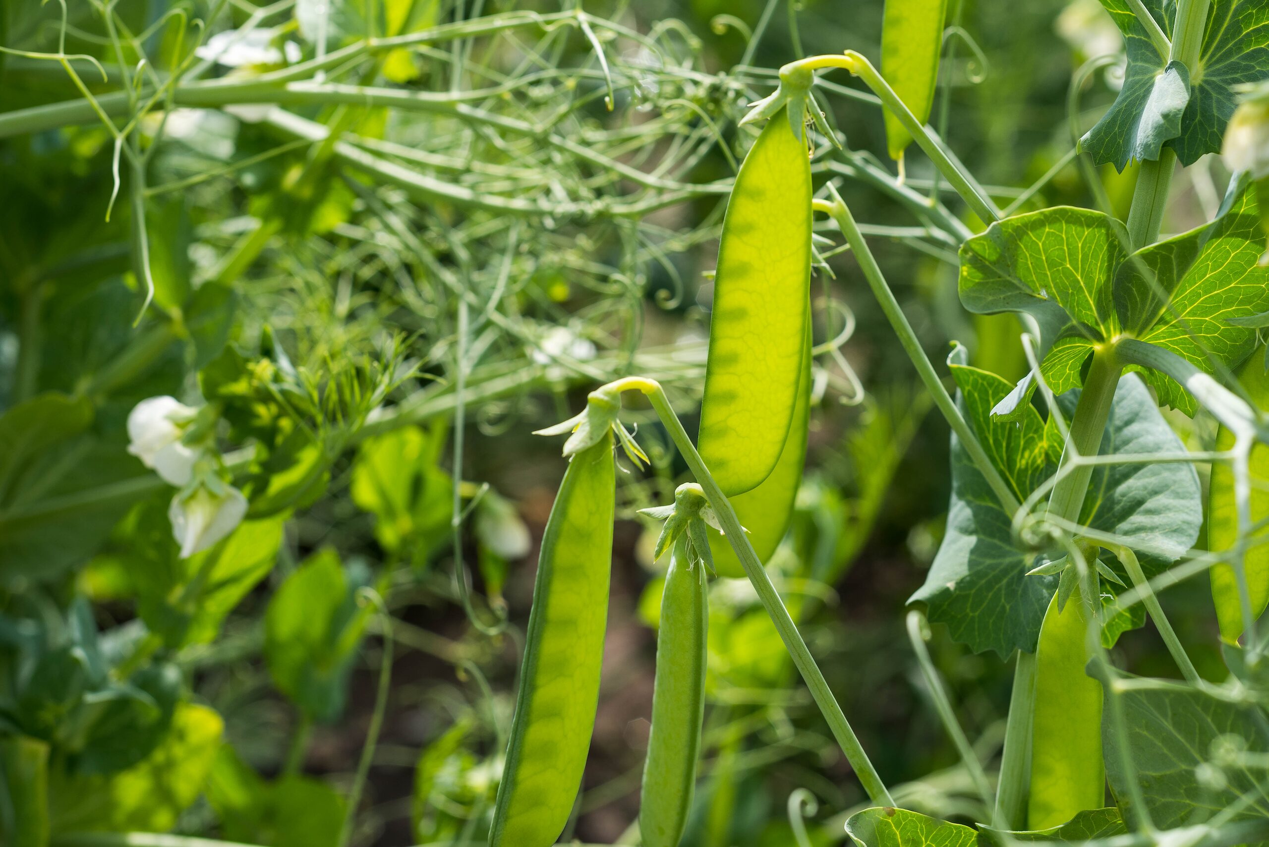 Healthy green pea plants growing in a garden