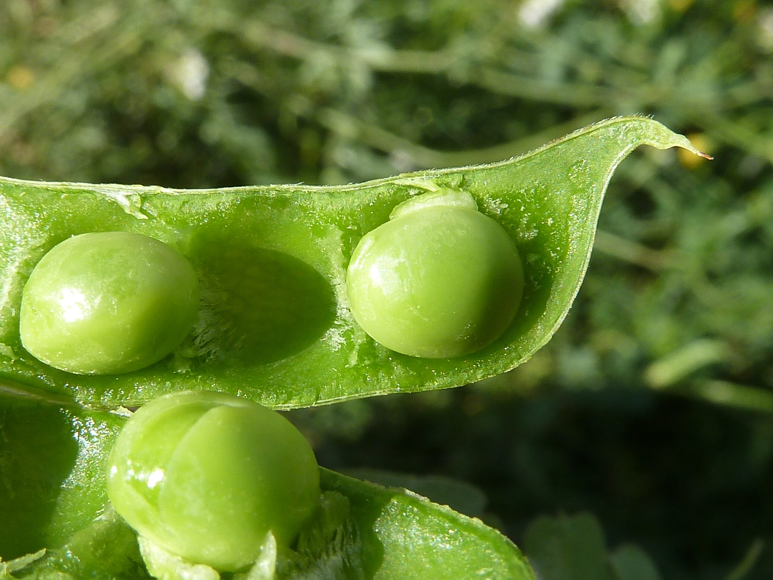 Open snow peas - pea pod showing green peas inside