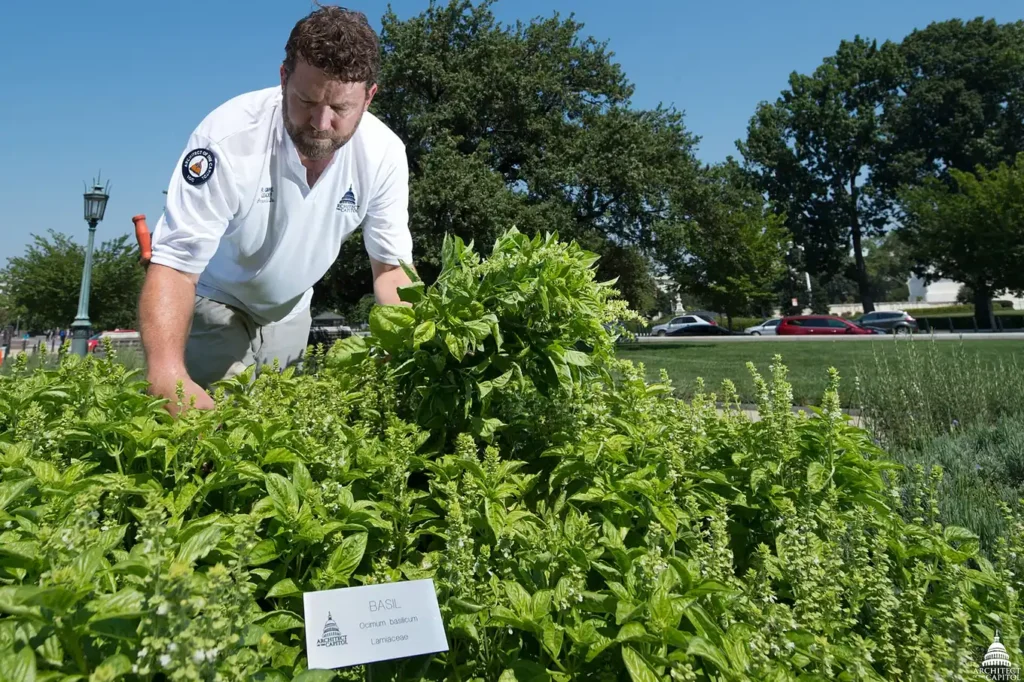Gardener tending a thick bed of sweet basil, a classic companion plant for tomatoes