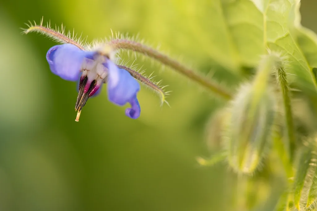 Blue star-shaped borage flower with hairy stem, a pollinator magnet in the vegetable garden