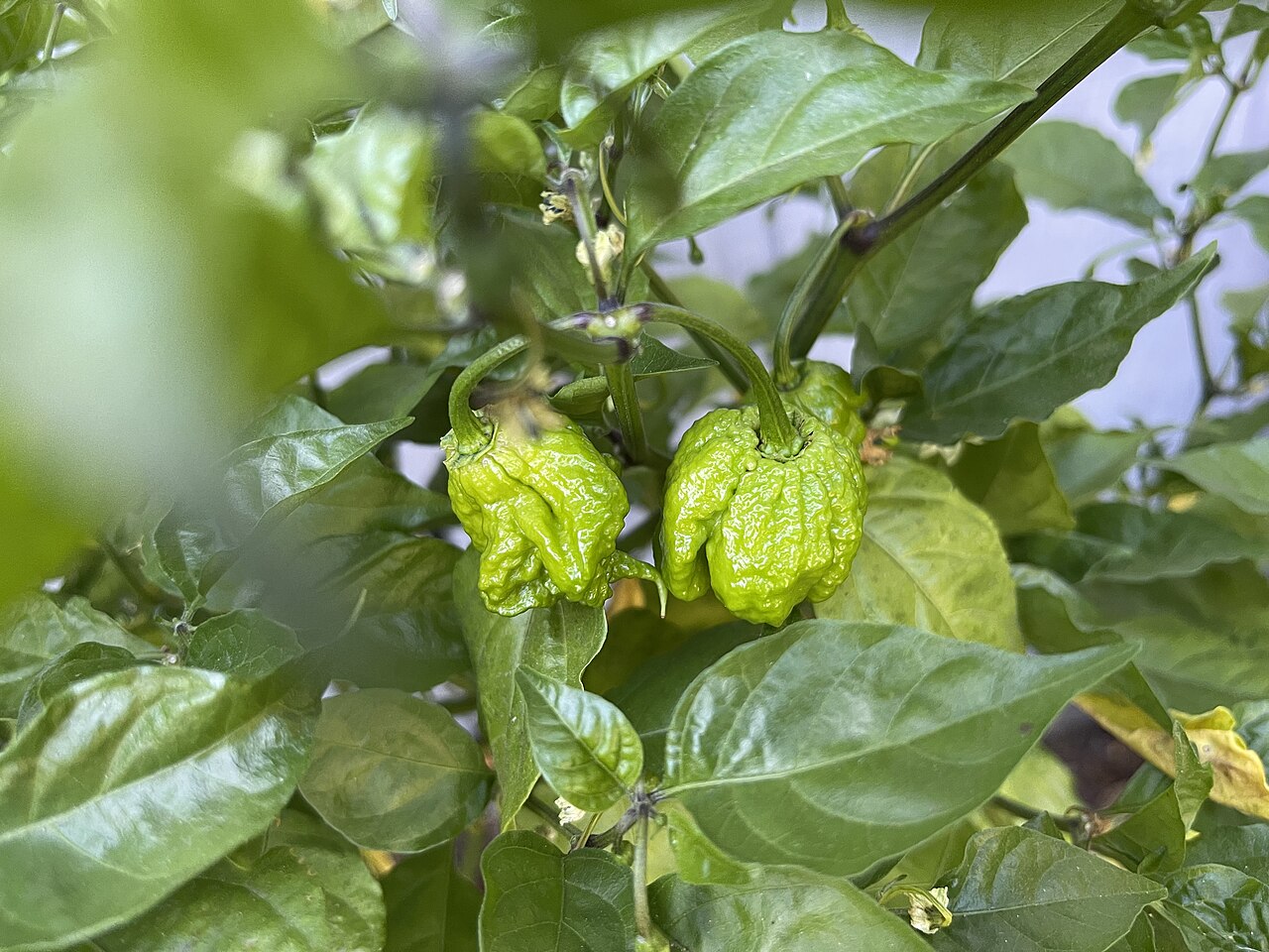 Green unripe Carolina Reaper peppers hanging among leaves of a Capsicum chinense plant