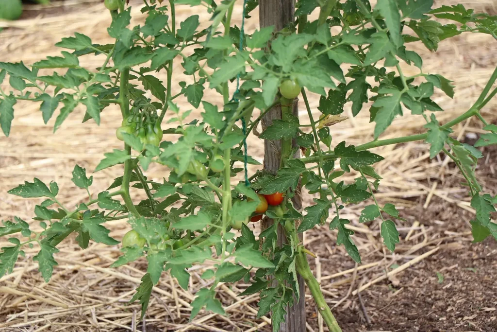 Staked tomato plant with green and ripening red fruit in a straw-mulched garden bed ready for companion plants for tomatoes