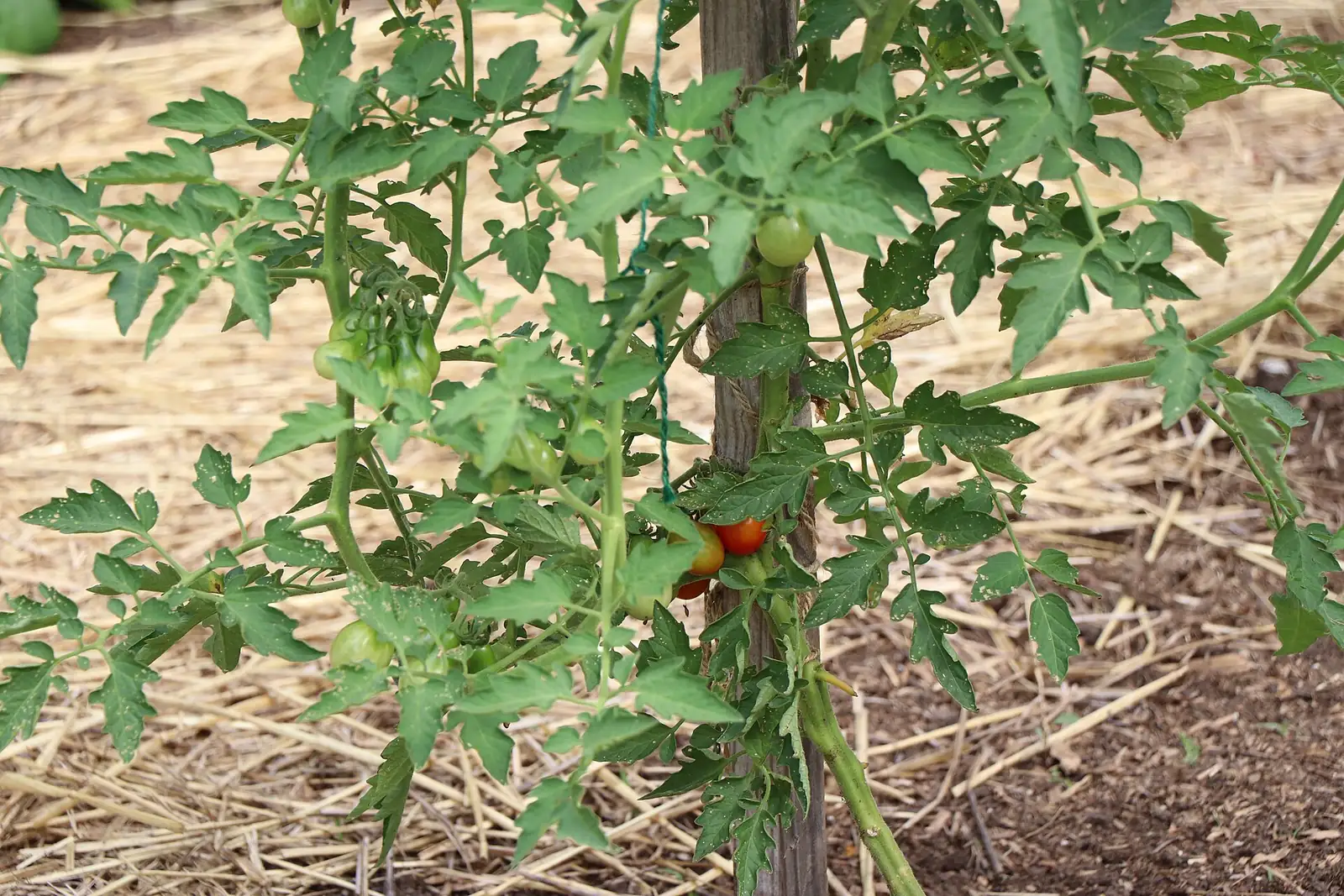 Staked tomato plant with green and ripening red fruit in a straw-mulched garden bed ready for companion plants for tomatoes
