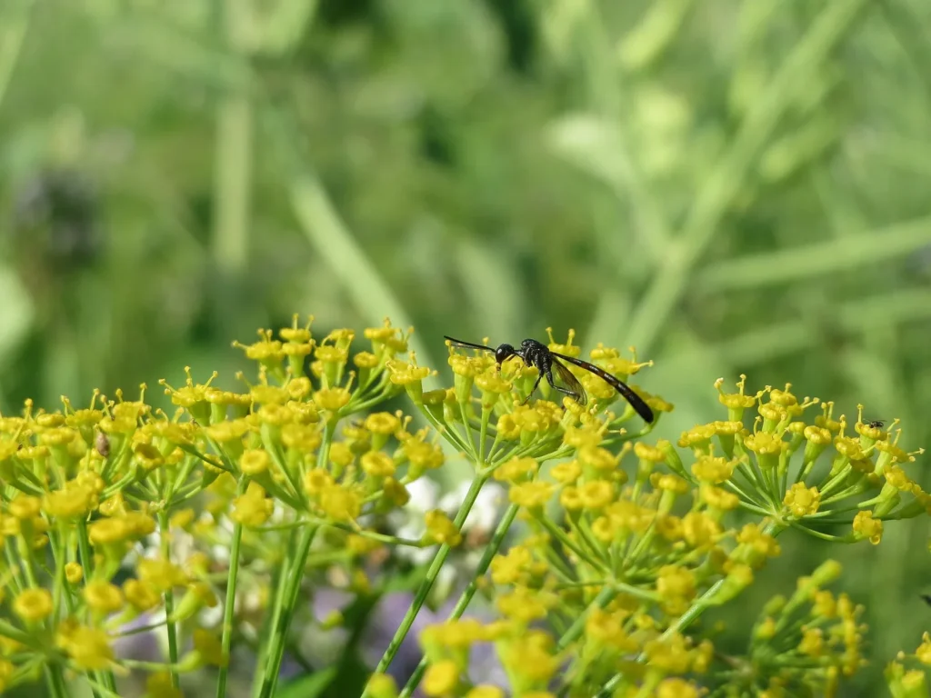 Yellow dill flower umbels visited by a small insect in a herb garden