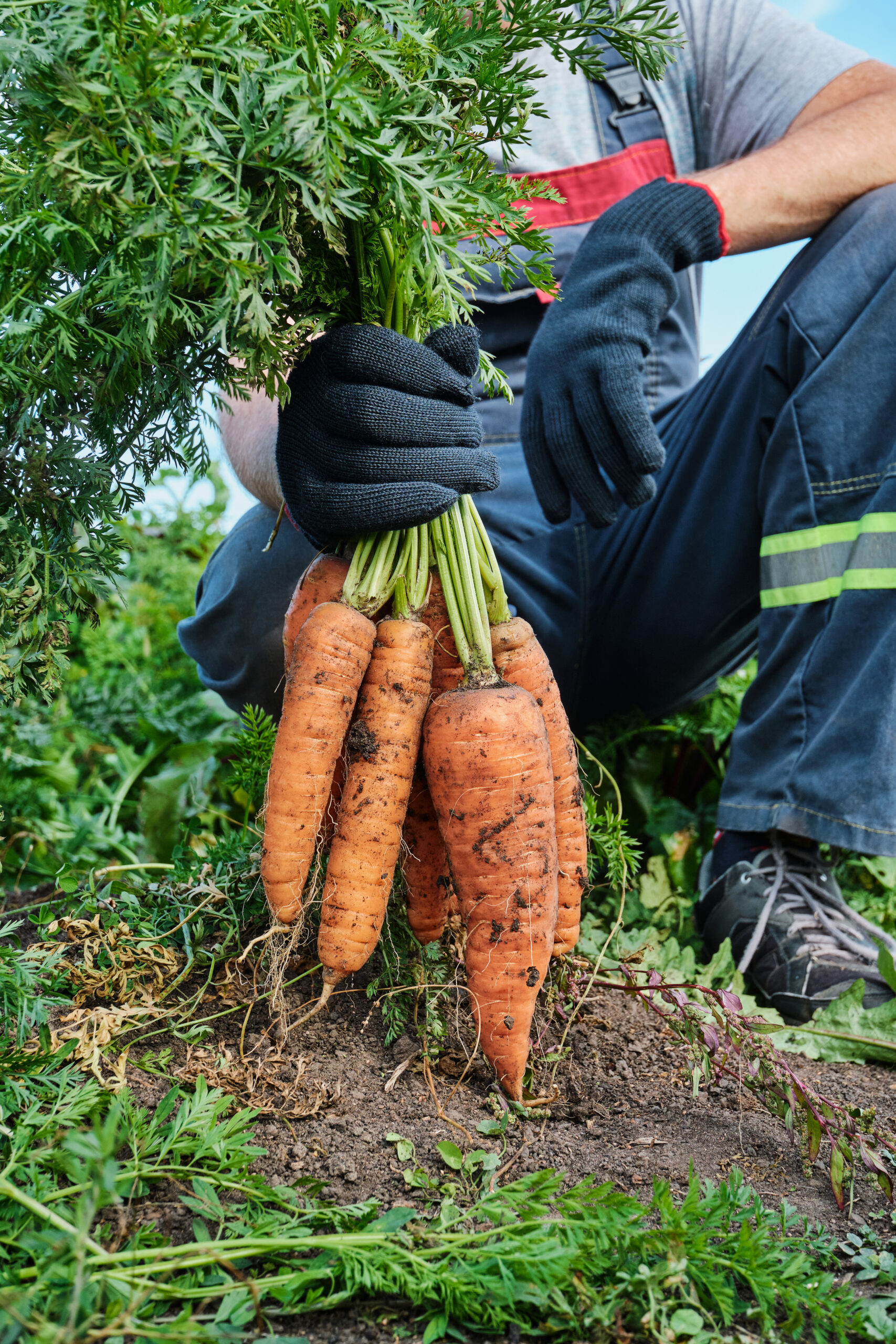 Farmer holding freshly harvested carrots pulled from garden soil (signs of when to harvest carrots)