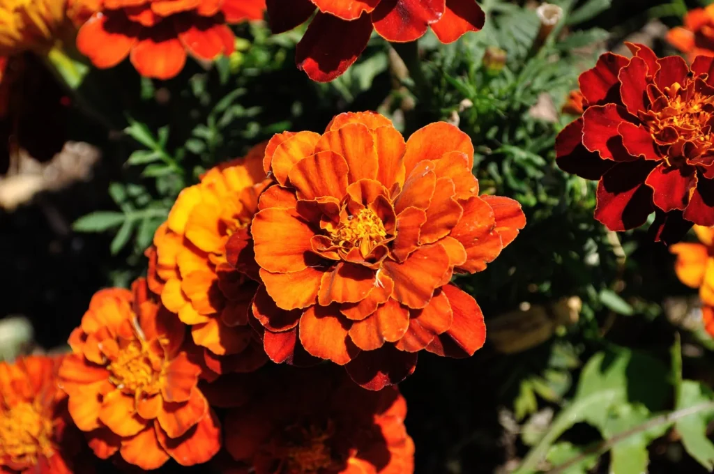 Close-up of a red and gold French marigold (Tagetes patula) flower with ferny leaves