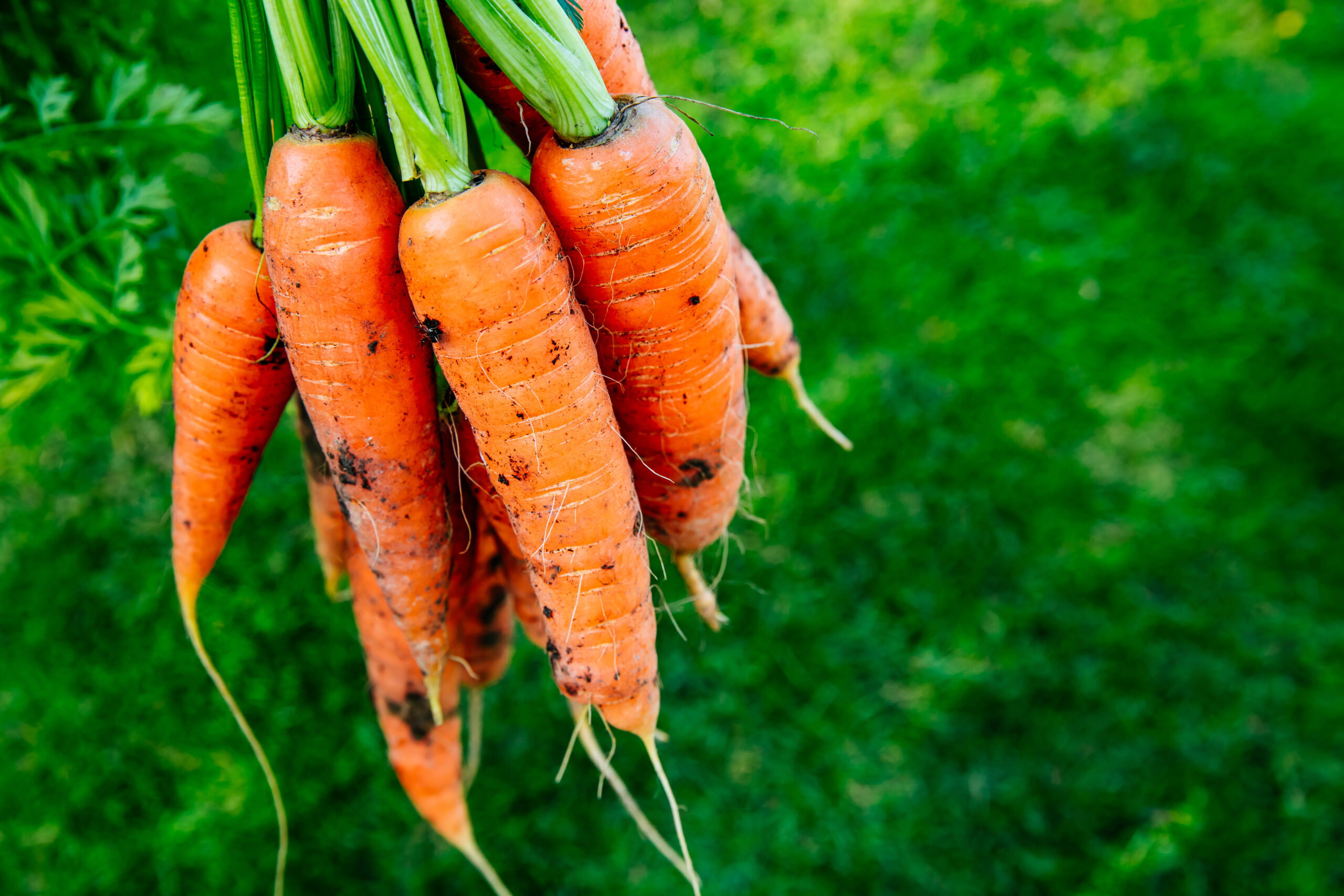 - Hands holding freshly harvested carrots above grass, ready to clean and store