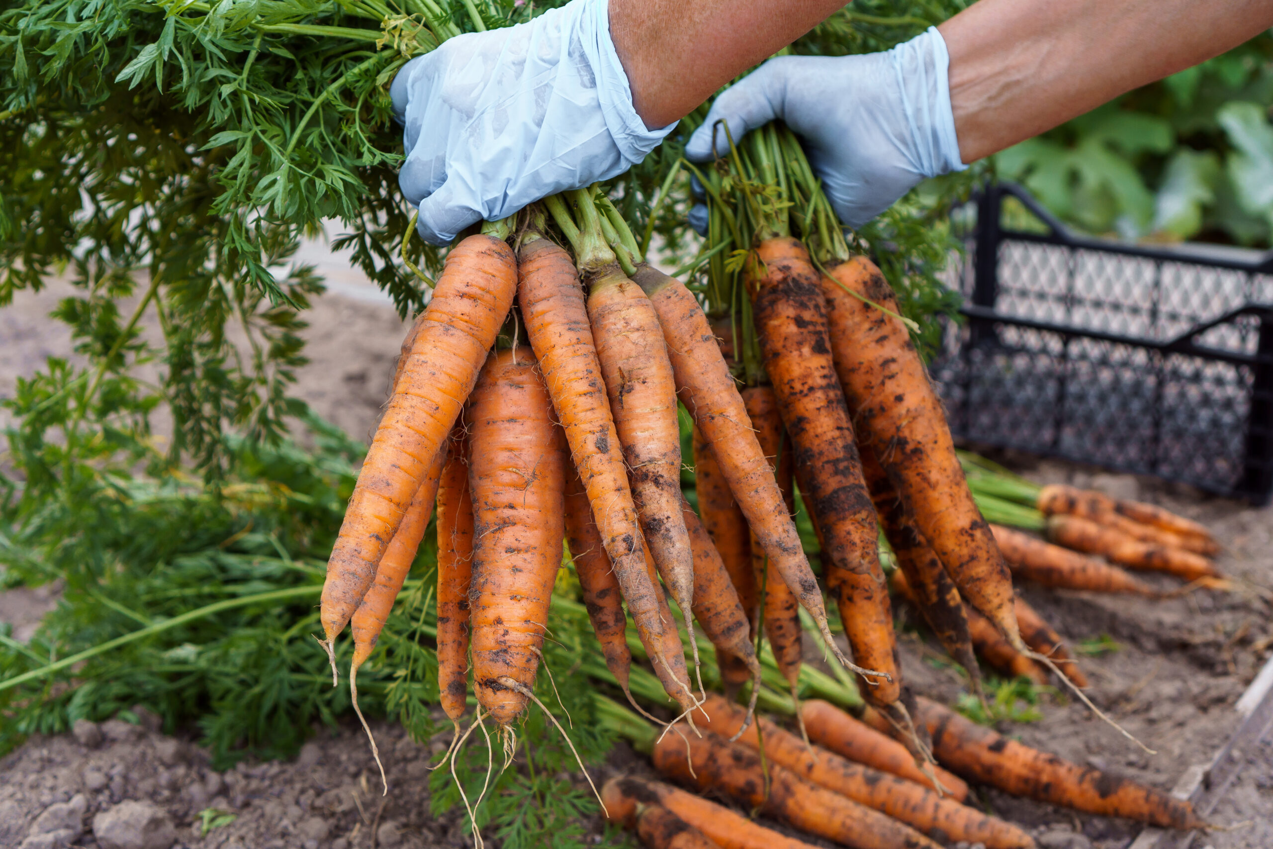 Gardener holding a bunch of freshly harvested carrots with soil on them, United States home garden harvest