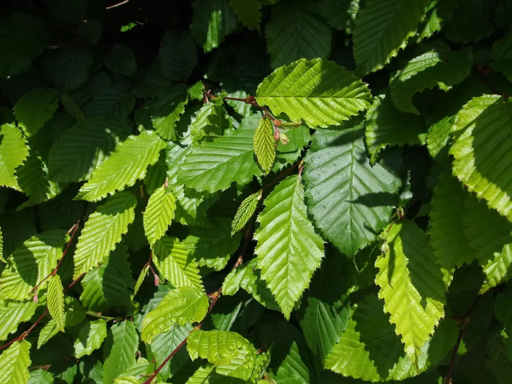 Свежи назъбени листа на обикновен габър (Carpinus betulus) в жив плет