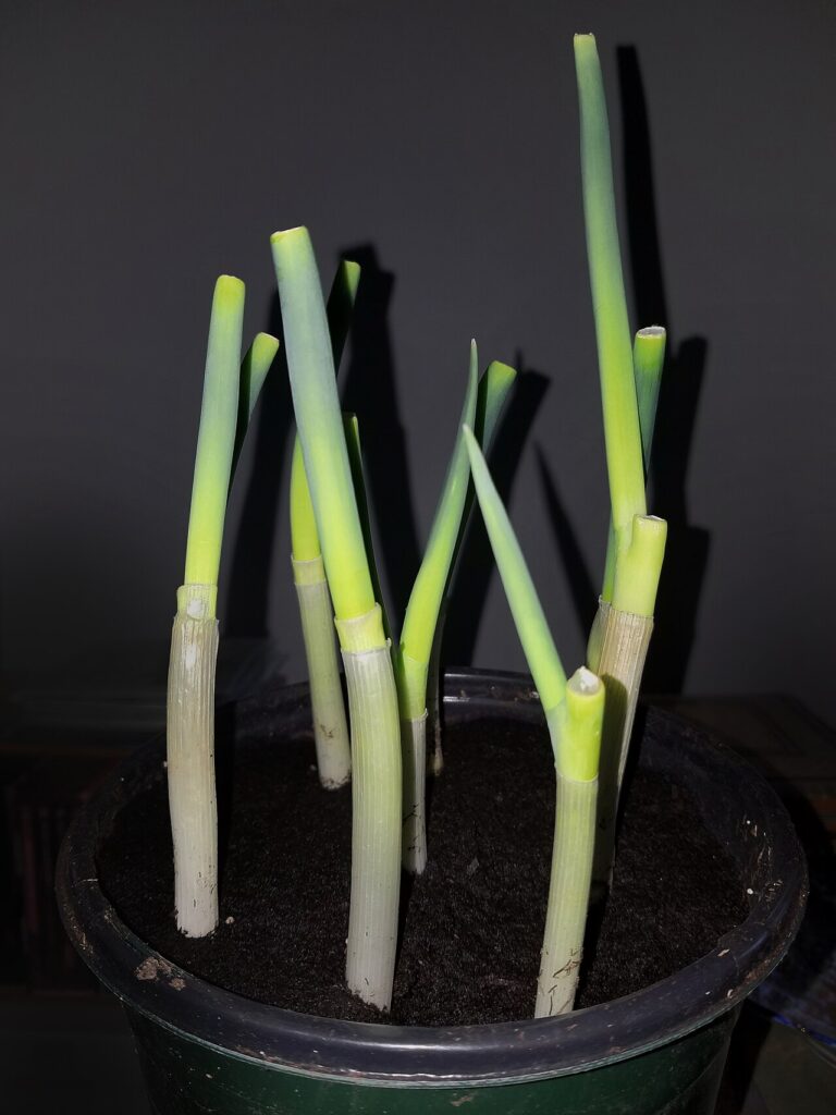 Green onion stalks with white bases against a dark background