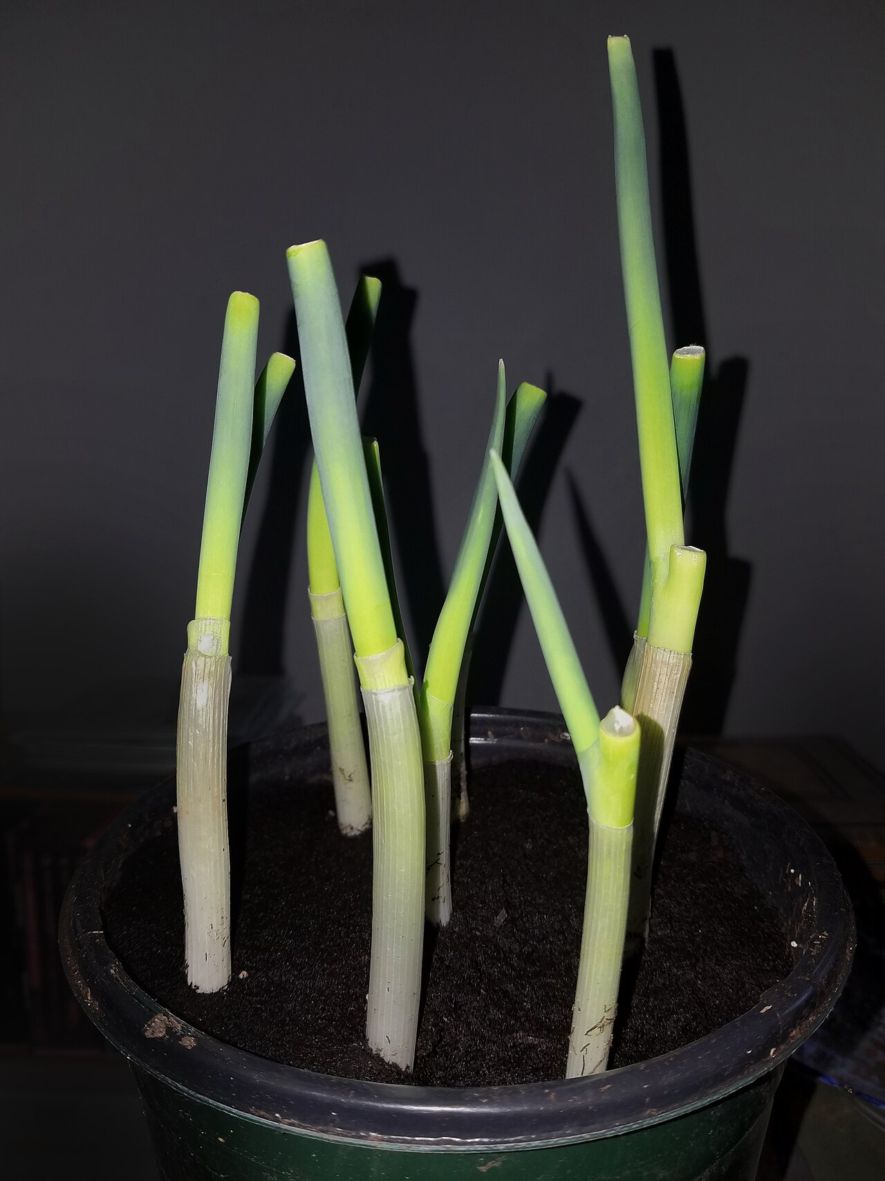 Green onion stalks with white bases against a dark background