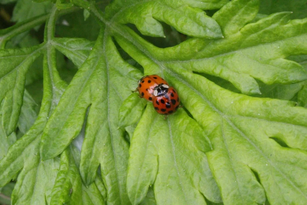 Seven-spot ladybug on a green leaf, natural pest control in a companion-planted garden