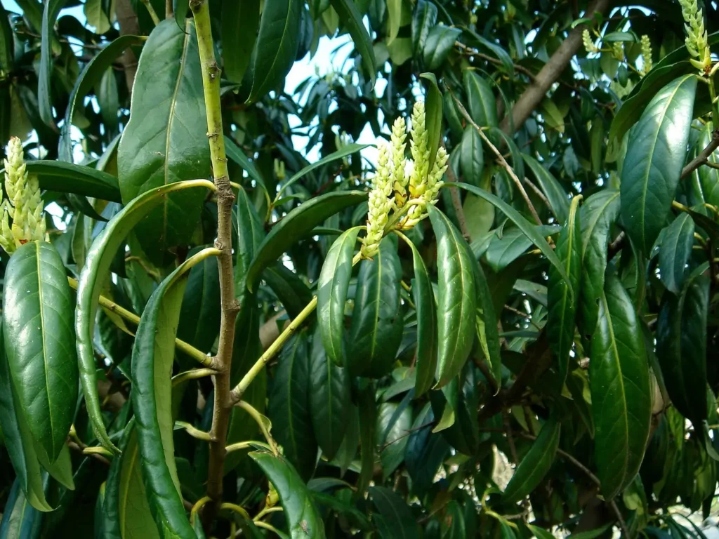 Лъскави листа и цветни класове на лавровишня (Prunus laurocerasus)