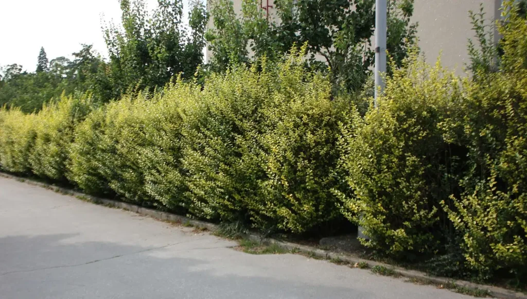 Подрязан жив плет от златист лигуструм (Ligustrum ovalifolium 'Aureum') покрай тротоар