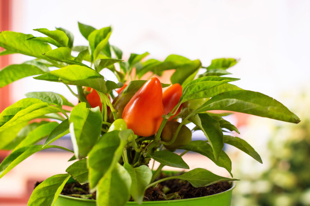 Green and red peppers in a pot being grown inside