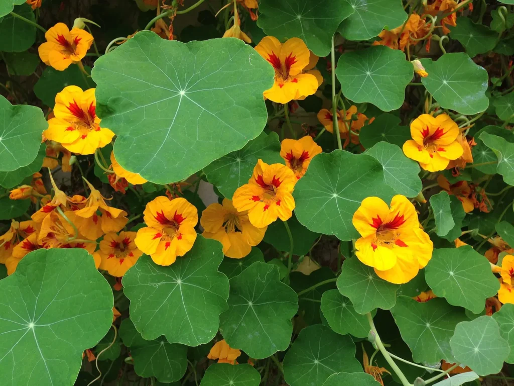 Yellow and orange garden nasturtium flowers among round green leaves