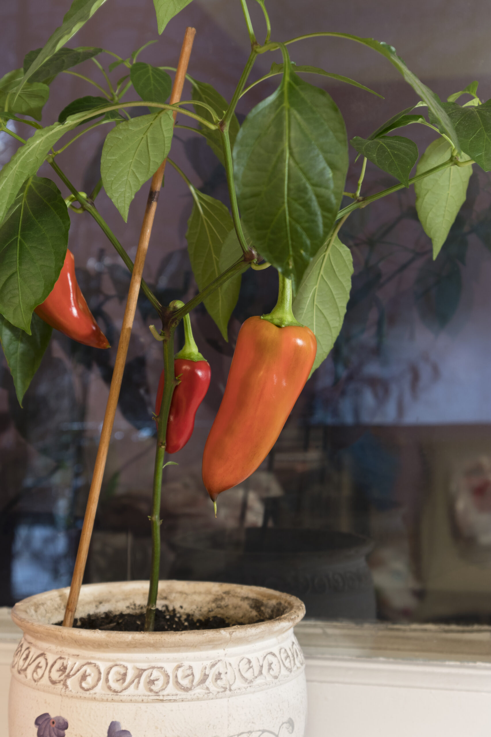 peppers in a pot
