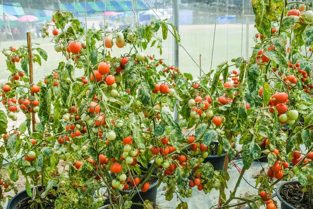 Rows of productive cherry tomato plants covered in ripe red fruit