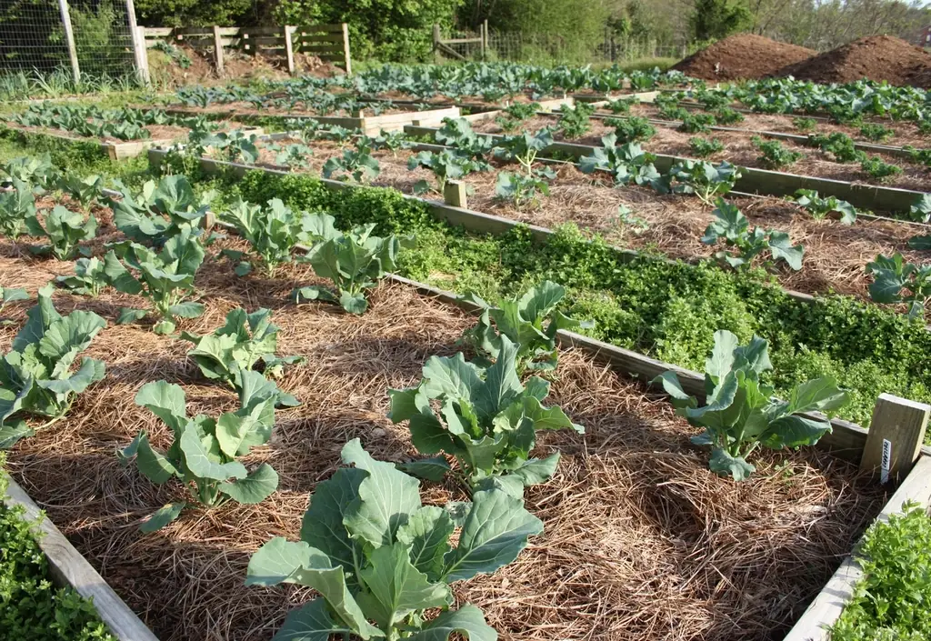 Wooden raised vegetable beds with mulched paths ready for a tomato companion planting layout